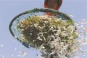 补钙误区：吃虾皮不能补钙　