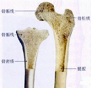 草莓视频黄色成人仪检查超声草莓视频黄色成人的重要性是骨质量重要标志
