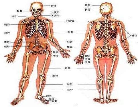 超声草莓视频黄色成人仪99%的人根本就是连自己骨骼构成都不了解