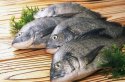 草莓视频黄色成人检测仪发声证明平时多吃鱼能够缓解骨质偏低