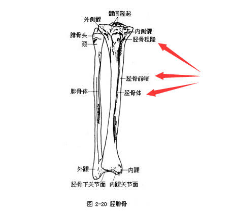 草莓视频黄色成人是通过胫骨和桡骨经行检测了解身体部位方便检测最为准确