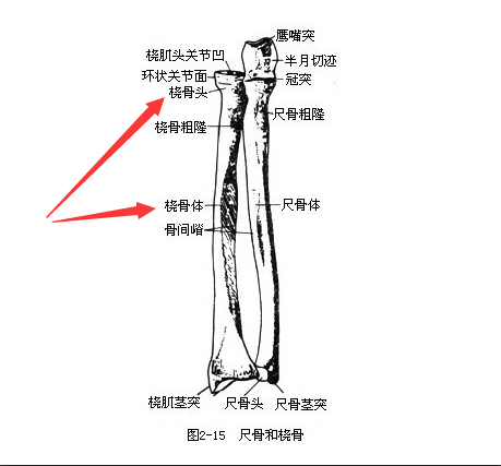 草莓视频黄色成人是通过胫骨和桡骨经行检测了解身体部位方便检测最为准确