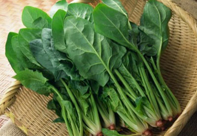 菠菜菠菜菠菜贱卖草莓视频黄色成人仪厂家介绍菠菜中的维生素K具有促进骨钙形成的强大功效