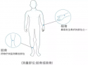 国产老年人超声波草莓视频黄色成人分析仪厂家：跟骨检查能诊断骨质疏松症吗?