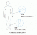 草莓视频黄色成人测量仪器厂家关于便携桡骨胫骨草莓视频黄色成人和跟骨的对比优势